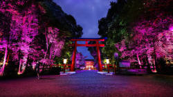 thedesigndome:  Tokyo Forest and Shrine Spectacularly Illuminated