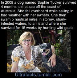 ultrafacts:  In November 2008, an Australian cattle dog called