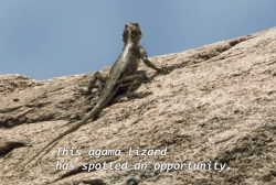 kaijutegu:  kaijutegu: kaijutegu:  kaijutegu: lizard out there