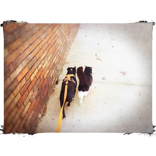 <p>Can’t we all just get along? #sirwinstoncup #busterkeaton #bostonterrier #flatnosedogsociety #blackandwhitecats #mypetsmatch #nashville  (at Fiddlestar)</p>