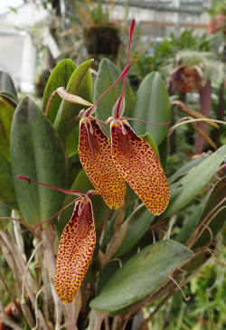 orchid-a-day:  Restrepia guttulata Syn.: Restrepia maculata subsp.