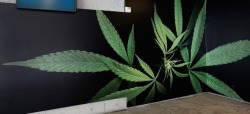 Cannabis Art