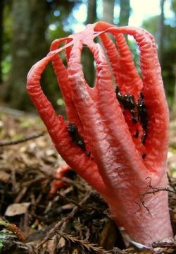 Clathrus archerii - commonly known as Octopus Stinkhorn, is indigenous