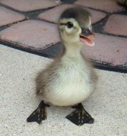 cute-overload:  Happy little duckhttp://cute-overload.tumblr.com