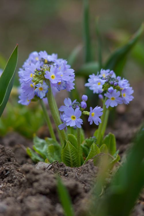 beautifulklicks:  The first flowers in the gardenAlexander