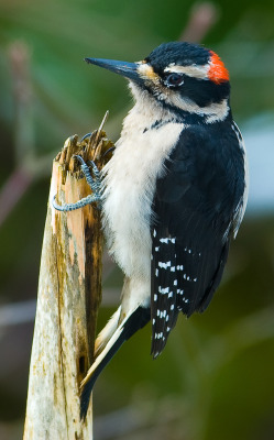 funkysafari:  downy woodpecker by cdbtx