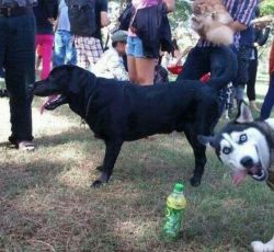 sweaty-t00thed-madman:  Photo bomb level: Husky