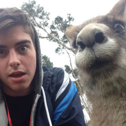 awwww-cute:  Hungover selfie with a Kangaroo 