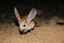 sixpenceee:  The Gobi Jerboa is a species of rodents found in