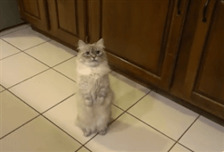 sara-meow:  Munchkin cat begging for food. :) 