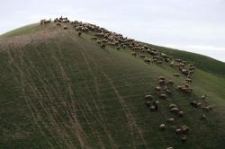 fotojournalismus:Palestinians herd sheep in the Judean desert