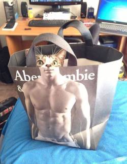 redditfront:  Abercrombie and meow