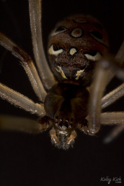 mizisham:  Brown Widow Portrait by retro traveler on Flickr.