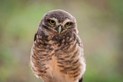 owlsday:  Burrowing Owl by Marcelo Muller on Flickr.