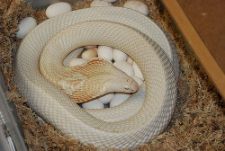 furything:  Leucistic Cobra and its eggs 