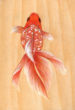 victoriousvocabulary:  JĪNYÚ [noun] Chinese: 金鱼 – goldfish;