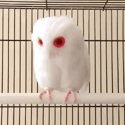 gifsboom:  Red Eyed Albino Owl    <3
