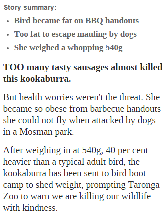 ohsosnarky:  wishful-thinkment:  thatsthat24:  cumenchantress:  http://www.news.com.au/lifestyle/real-life/sausage-addicted-kookaburra-too-fat-to-fly/story-e6frflri-1225872729208  That is the face of no regrets.  what people don’t realise is that, when