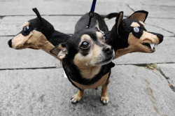 catsbeaversandducks: Cerberus Dog Costumes Via I Have Seen The