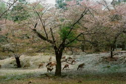 gallowhill:  Justin Nelson - Nara Park, Japan, April 2011