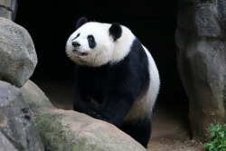 giantpandaphotos:  Po (top) and Xi Lan (bottom) at Zoo Atlanta
