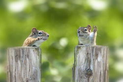 awwww-cute:  Two squirrels that look like debating politicians