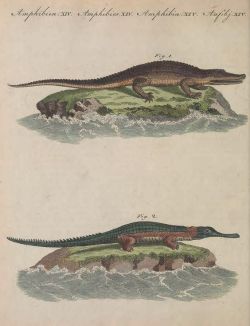 nemfrog:  Fig. 1. “The  Alligator or American Crocodile is