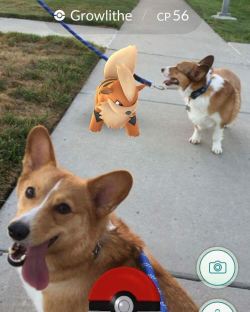 ventusthecorgi:  Ran into this strange dog on our walk today..