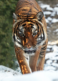 brutalgeneration:  Cincinnati Zoo … Taj in the snow … !