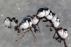 nubbsgalore:  swallows huddled for warmth, photographed by keith