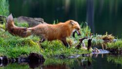 phototoartguy:Red fox mother play-fighting with kit by Konrad