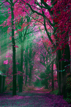 bluepueblo:  Forest Rays, The Netherlands photo via elegant 