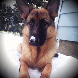 handsomedogs:  Xena had fun playing in the snow :) My dog is