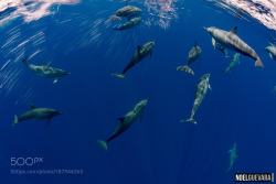 socialfoto:Grey’s Spinner dolphins bow-riding our chase boat