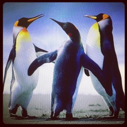 My obsession grew stronger  ðŸ§ #penguins #obsessed #cute #fuzzy #cuddly #fluffy #penguino