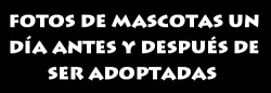 puras-wias:  juro que tendré una casa grandey adoptaré todos