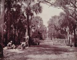 oldflorida:  A Palmetto Glade near Palatka