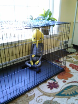 lemongrabgoesplaces:  The time-out cage.