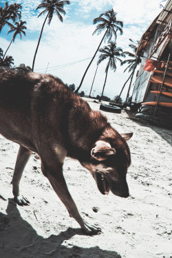 wavemotions:  Goa Lifeguard Stand