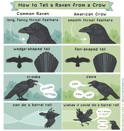 theprinceofsnark:  birdandmoon:  How to tell a raven from a crow.