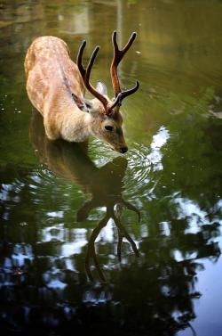 llbwwb:  Boy I’m cute! by Woosra Kim. 