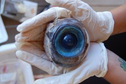 sixpenceee:  A giant eyeball from a mysterious sea creature was