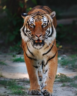 cuntinued:  21 Amazing Facts About Tigers  #2 is fascinating