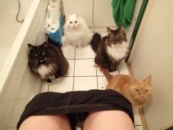 catsbeaversandducks:  When you have cats, you can forget about