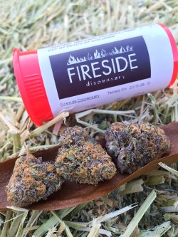 thebudtendersociety:  Some super fire Purple OG from @Fireside