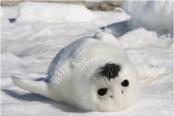baby-animal-safari:  Baby Seal ❤ 