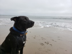Frisbee’s first time at the beach.