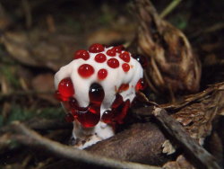 woodenaxe:   1. Bleeding Tooth Fungus 2. Schizophyllum Commune