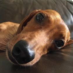 corgianddachshund:  Snuggle with me? 😴💤 #SelfieSunday #SundaySnuggles