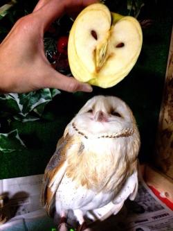  he looks so pleased “oh look. look at this apple. it me”